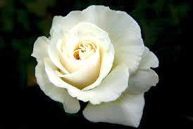 Women Espousing Purity for Christ
